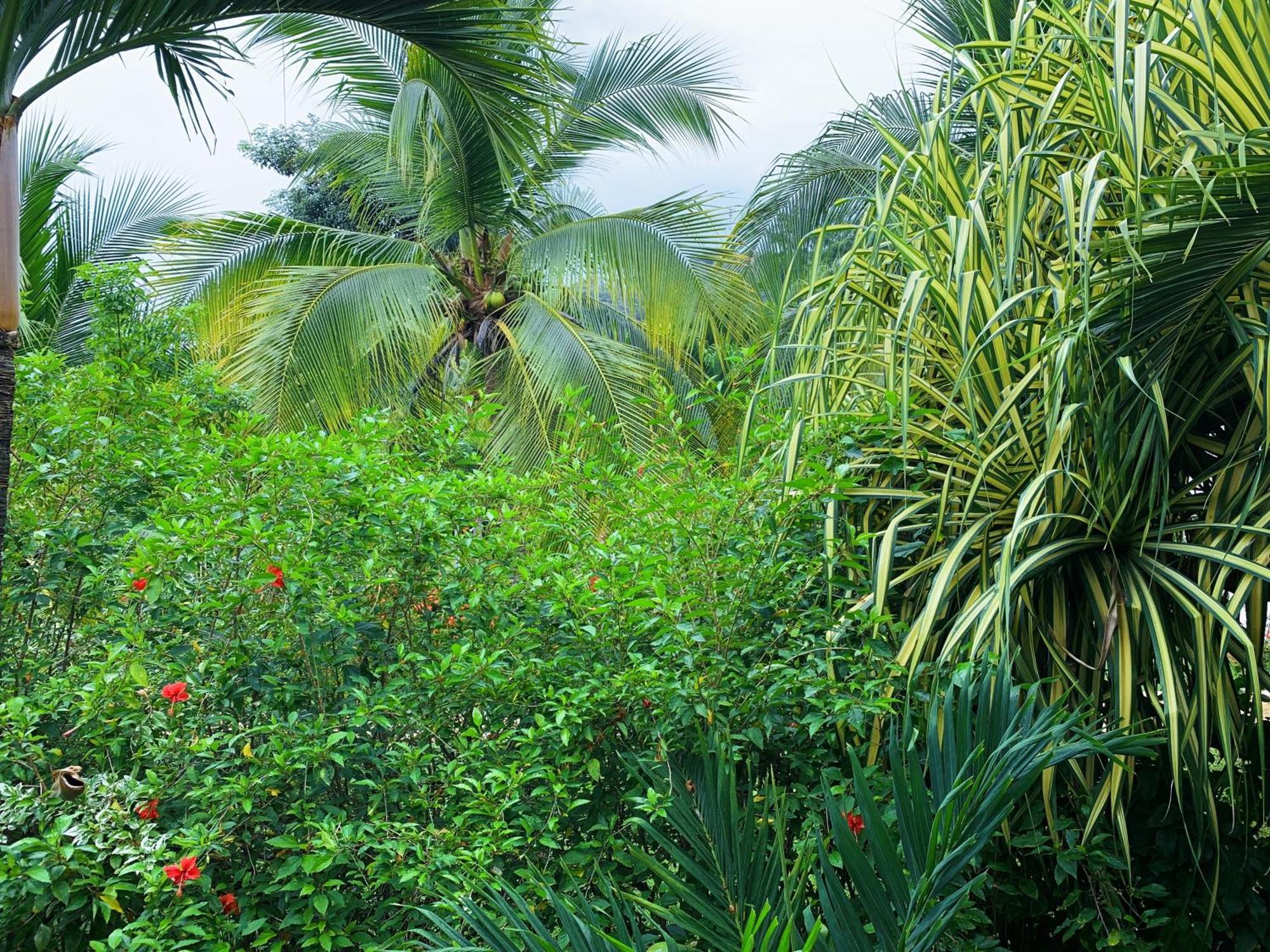 Habitación Estándar con vistas al jardín