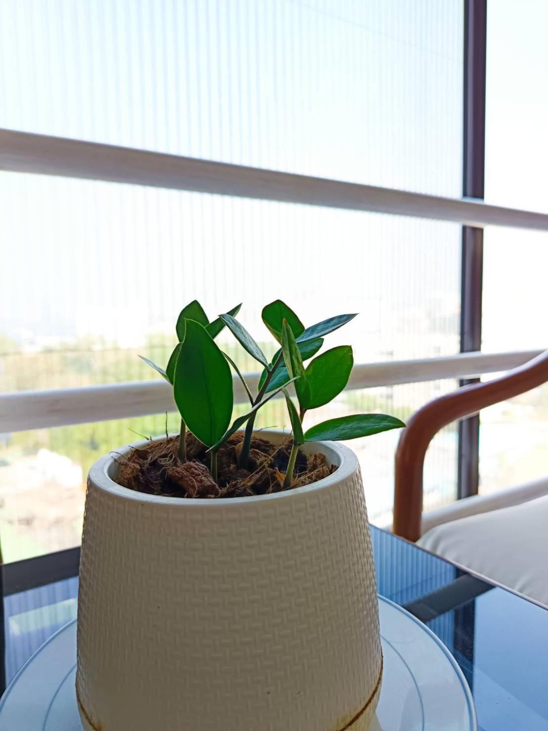 Single Room Sea View