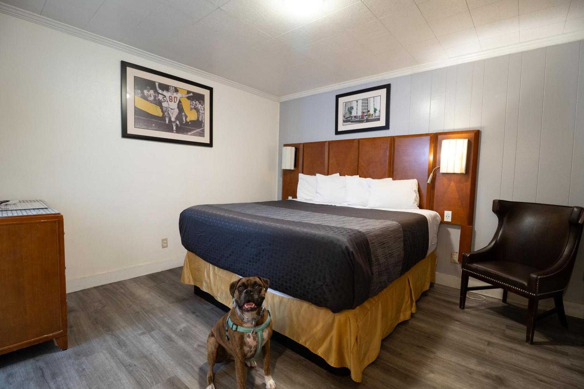 King Room - Pet Friendly