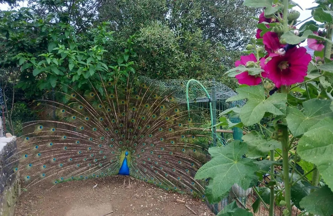 Il Giardino dei Pavoni-1