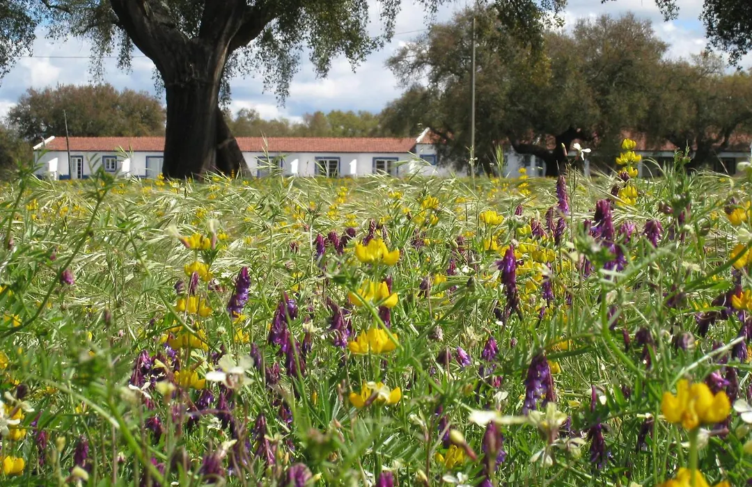 Monte Das Faias Cork Farm Hotel-1
