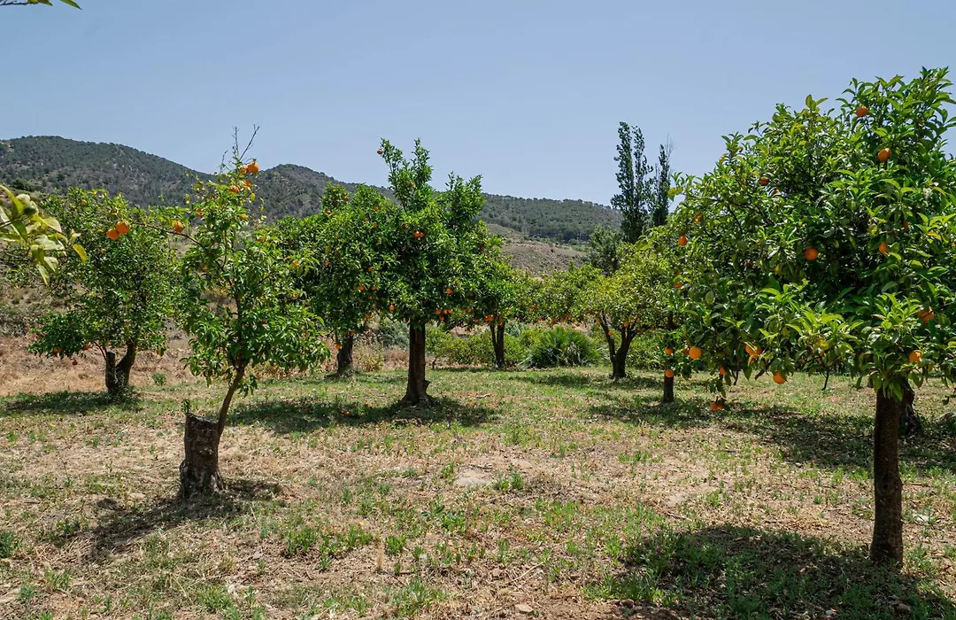 El bufon de la corte-1