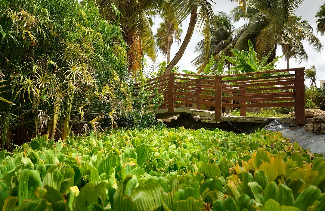 Habitat Bonaire, BW Signature Collection-1