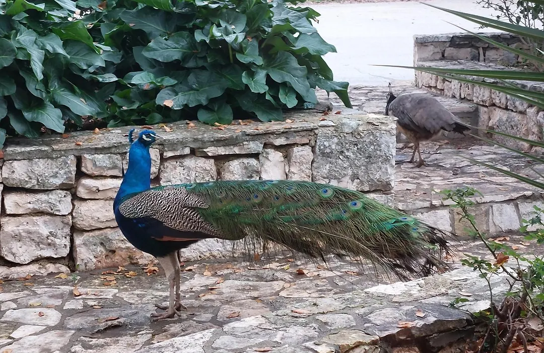Agriturismo Fasano-1
