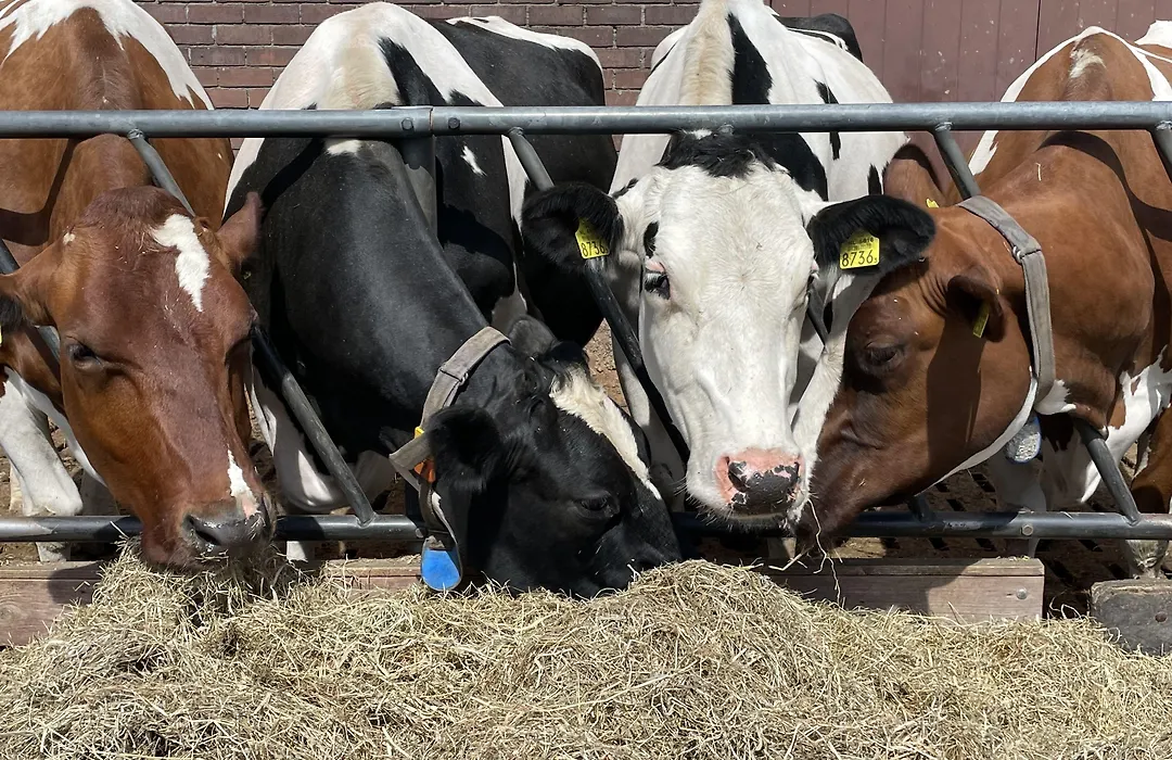 Restinn Andijk-1