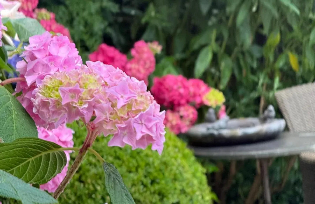 Cozy Boutique B&B De Roos&Garden Lounge-1