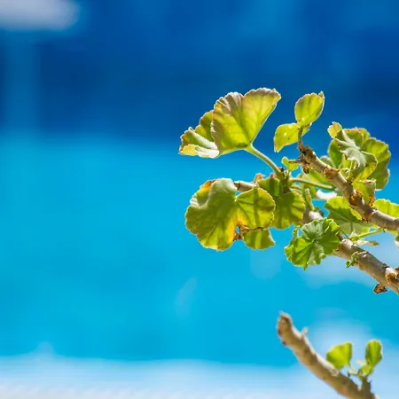 Paradise Resort-2