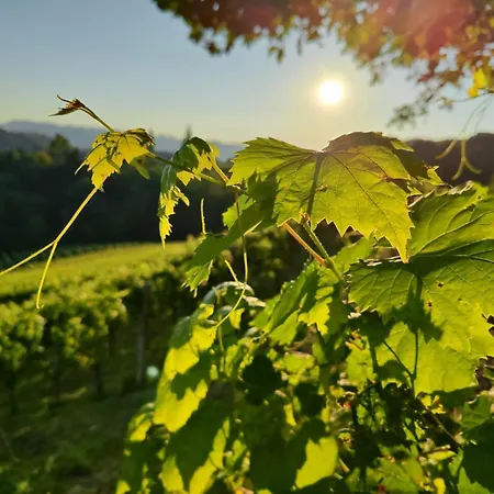 Weingut Fellner-2