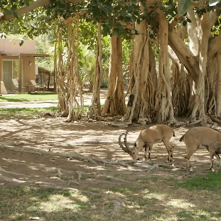 Ein Gedi Kibbutz Hotel-3