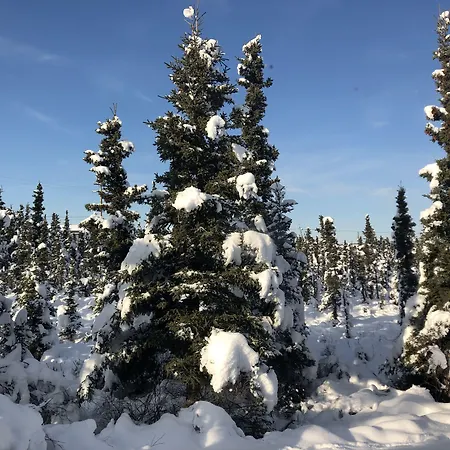 Aurora Denali Lodge-3
