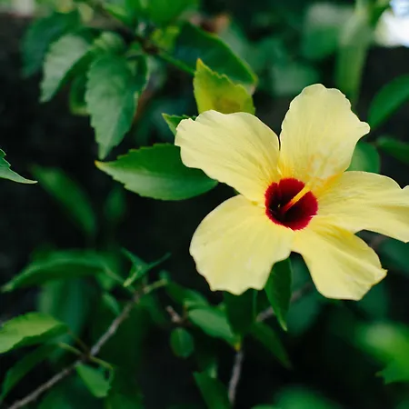 Pousada Hibiscus-3