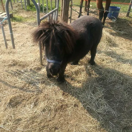 The Horse-3