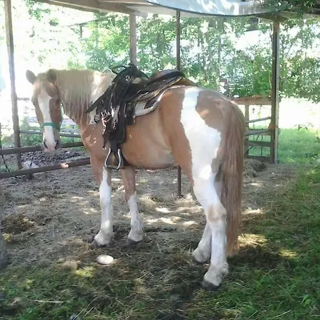 The Horse-2