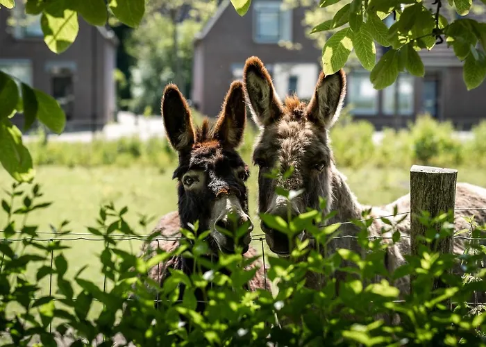 Het Weeshuis