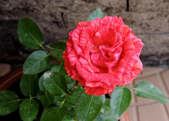 Pousada Pedra Rosa