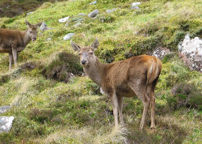 Torridon Guest House