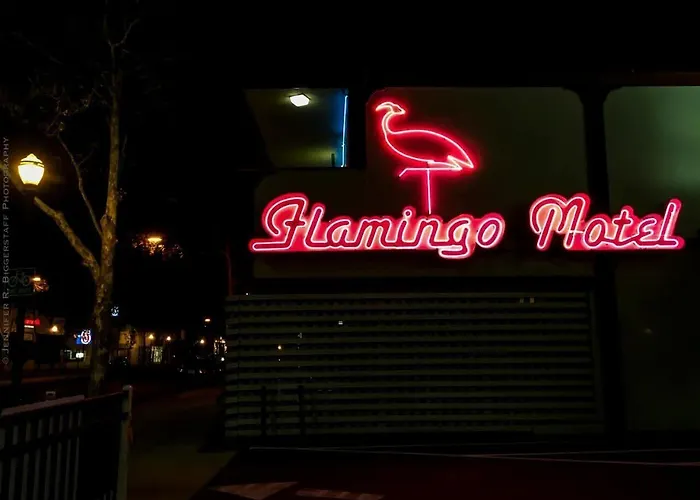 Flamingo