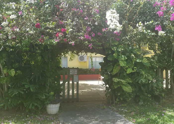 Bananaquit Tobago -Stay Near The Beach Crown Point