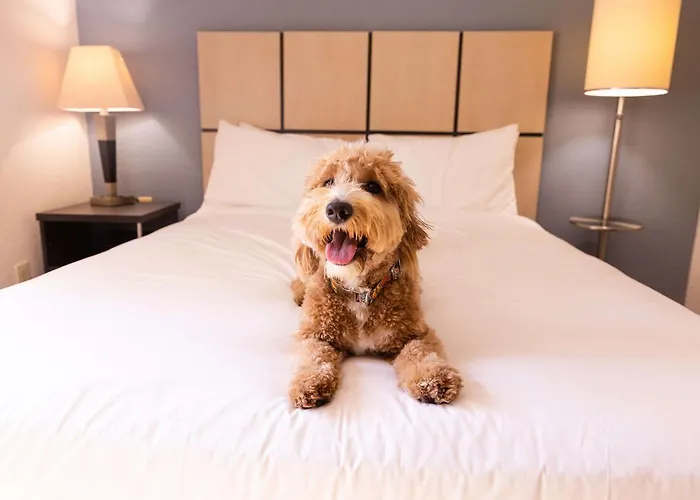 Sonesta Simply Suites Glendale